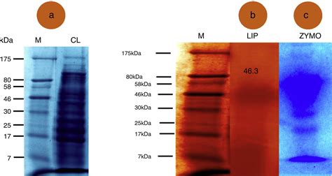 Scielo Brasil Characterization Of Biotechnologically Relevant Extracellular Lipase Produced