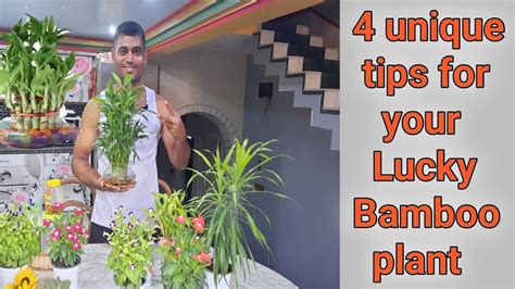 লক বযমব গছর পরচরয How to care Lucky bamboo plant YouTube