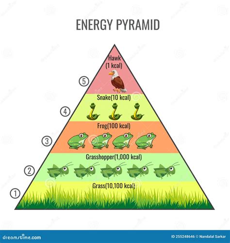 Premium Vector Food Chain Energy Flow Diagram – NBKomputer