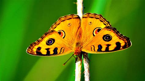 How The Butterflies Got Their Spots University Of Cambridge