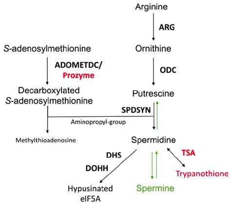 The Polyamine Biosynthetic Pathway Enzymes Are Shown In Bold The