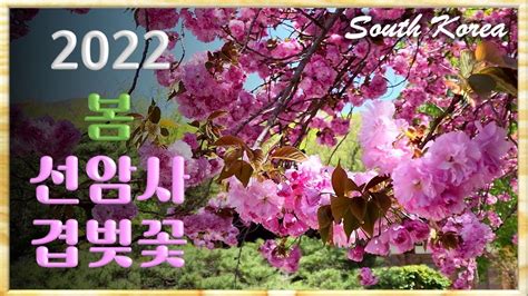 탐스럽고 황홀한 선암사 겹벚꽃 2022년 봄 꽃 명소 Double cherry blossoms at Seonamsa