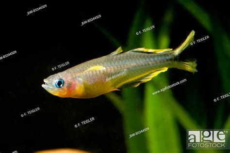 Forked Tail Rainbowfish Pseudomugil Furcatus Popondichthys Furcatus