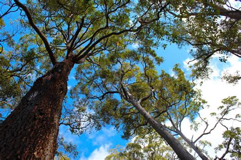 What Is Jarrah Honey How Its Produced And Benefits