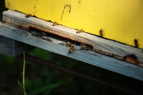 Beehives Stock Image Image Of Painted Outdoors Scene 46854005