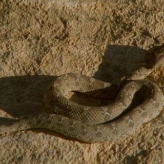 Egyptian Saw-scaled Viper Facts and Pictures