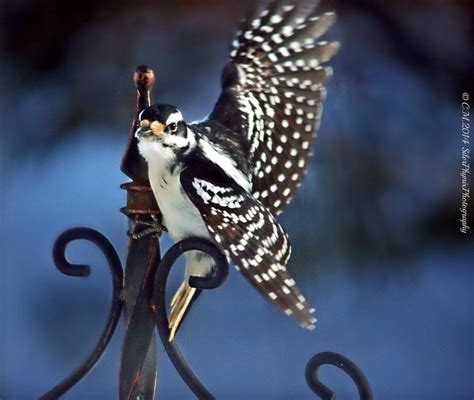 Taking Flight Photograph By Catherine Melvin Fine Art America