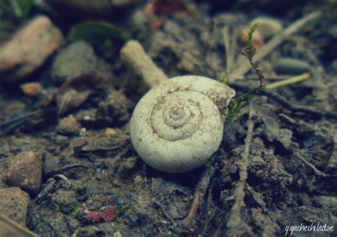 Insects Water Drops Green 4k Nature 5k Snail Close Hd Wallpaper Rare Gallery