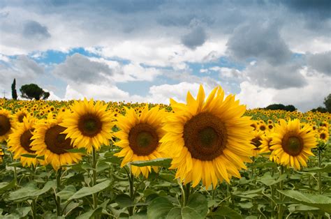 sunflower field  stock photo public domain pictures