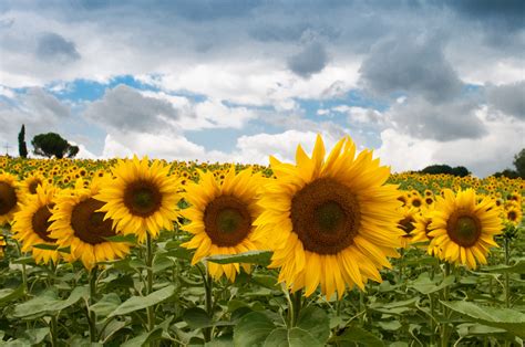 Sunflower Field Free Stock Photo - Public Domain Pictures