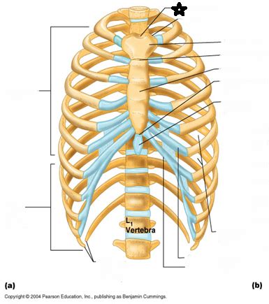 Sternum Ribs Bone Markings Flashcards Quizlet