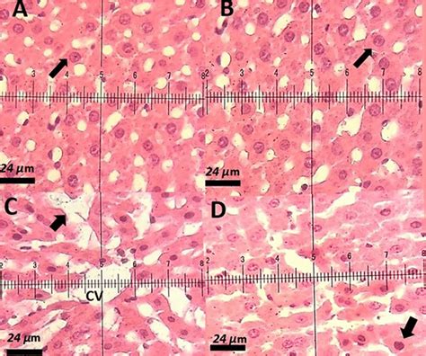 A Hematoxylin Eosin Stained Section Of A Control Rat Showing