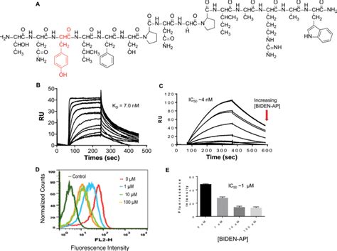 Targeting Forward And Reverse EphB4 EFNB2 Signaling By A Peptide With