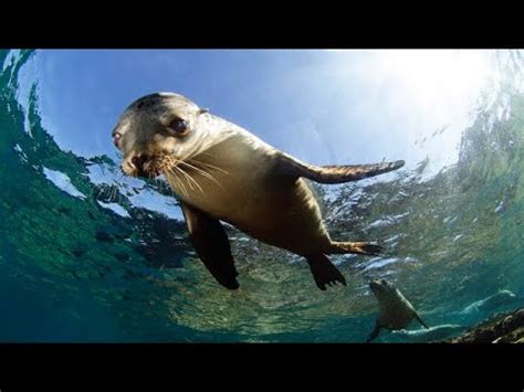 The Friendliest Sea Creatures / Documentary (English/HD) - YouTube