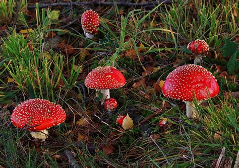 How To Identify Fungi Sussex Wildlife Trust