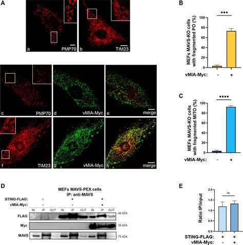 Frontiers Human Cytomegalovirus Vmia Inhibits Mavs Oligomerization At