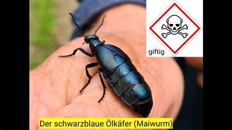 T Dlich Giftiger K Fer In Deutschland Der Schwarzblaue Lk Fer