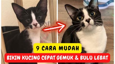 Cara Membuat Kucing Cepat Gemuk Dan Cara Melebatkan Bulu Kucing