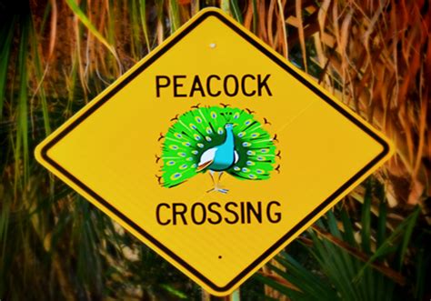 Wild Florida Peacocks Unique Florida — Villages Of Citrus Hills