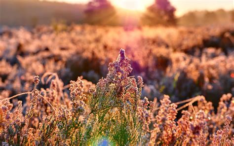 Download Wallpaper 3840x2400 Field Flowers Plant Macro Light Pink 4k Ultra Hd 16 10 Hd