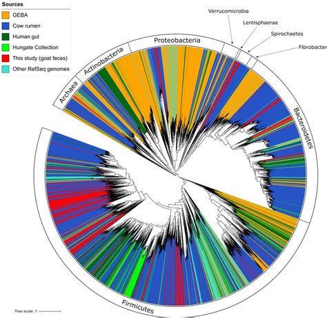 Phylogenomic Tree Including The 719 Metagenome Assembled Genomes MAGs