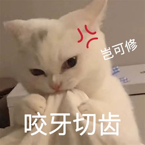 沙雕猫咪表情包 高清图片，堆糖，美图壁纸兴趣社区