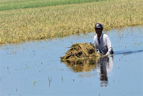 Puluhan Hektare Sawah Di Kudus Terendam Banjir Republika Online