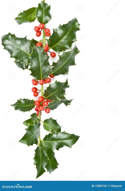 Christmas Holly Stock Image Image Of Plant Christmas 7280759