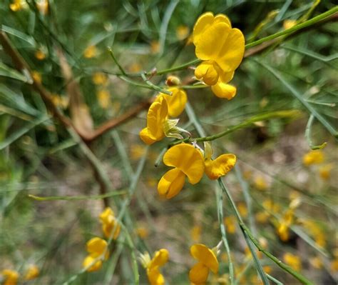 Winged Broom Pea From Bulga Forest NSW 2429 Australia On October 16