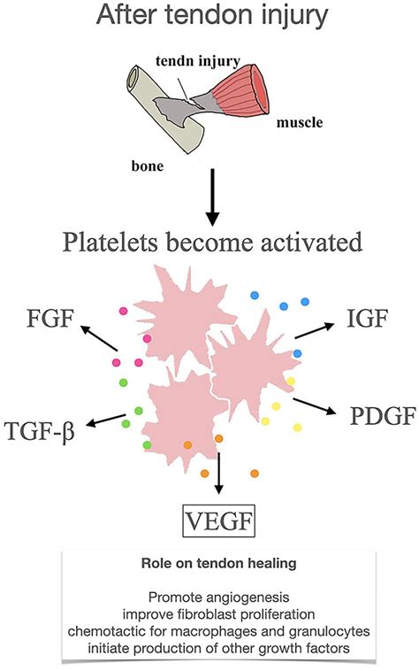 Frontiers The Role Of Vascular Endothelial Growth Factor In Tendon