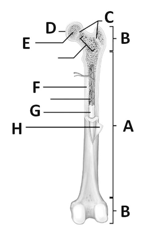 Lesson 4 1 Anatomical Structure Of Long Bone