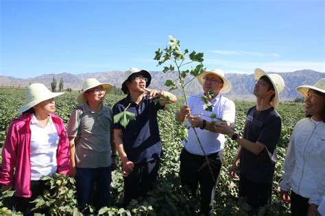 农民日报客户端：中国农业科学院棉花产业专家团助力新疆棉花防灾救灾 中国农业科学院棉花研究所