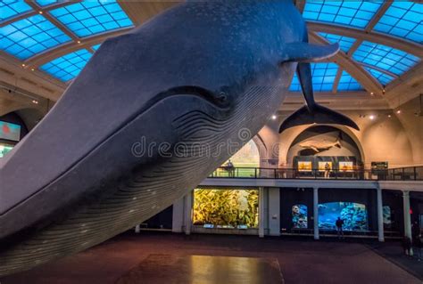 Whale Model At Ocean Hall Of The National Natural History Museum Of The