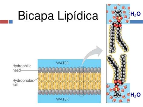 Principios De La Bioquímica Lipidos