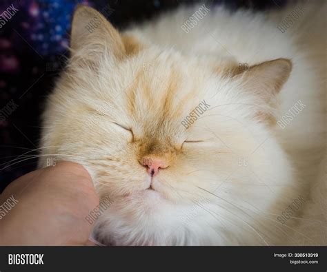 Flame Point Himalayan Cats