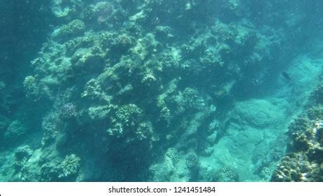 Snorkeling Molokini Crater Maui Stock Photo 1241451484 | Shutterstock