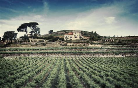 Bodegas Marqu S De Vizhoja Vino Gallego Albari O D O R As Baixas