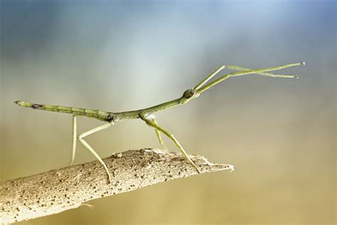 Stick And Leaf Insects Stick And Leaf Insects Order PhasmidaPhasmida