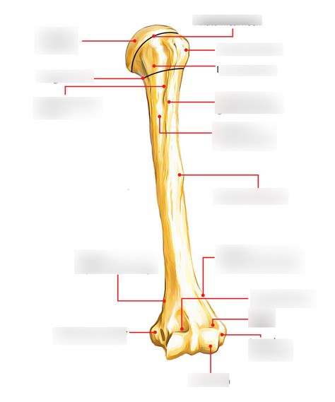 anatomical diagram - humerus Diagram | Quizlet