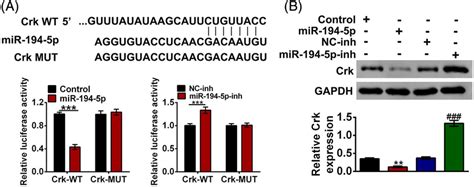 Crk Was A Direct And Functional Target Of Mir‐194‐5p A The Predicted