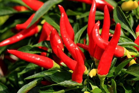 Reverse Heart Attack With Cayenne Pepper In Just A Minute