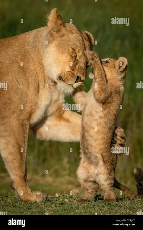 Close Up Of Lion Cub Panthera Leo On Hind Legs Pawing Lioness