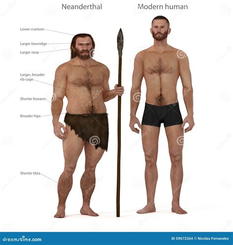 Neanderthal Vs Modern Människa Stock Illustrationer Illustration Av