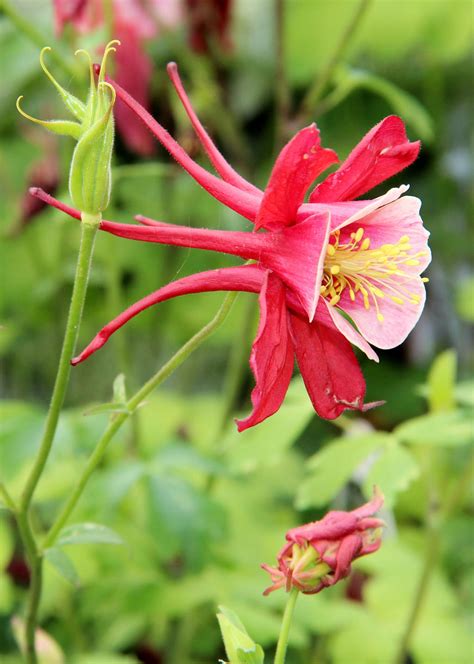 Aquilegia Canadensis by TheSleepyRabbit on DeviantArt