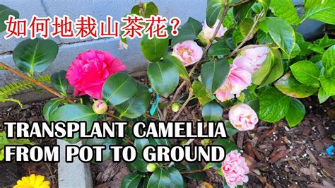 How To Transplant Camellia Japonica From Pot To Ground Herme Pink