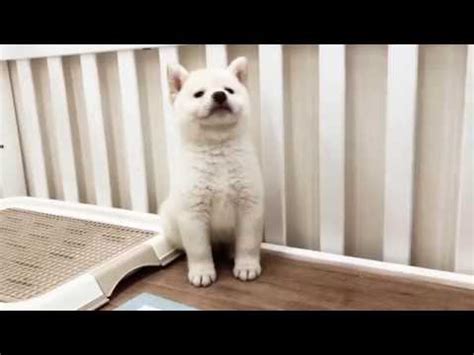 White Shiba Inu Otis YouTube