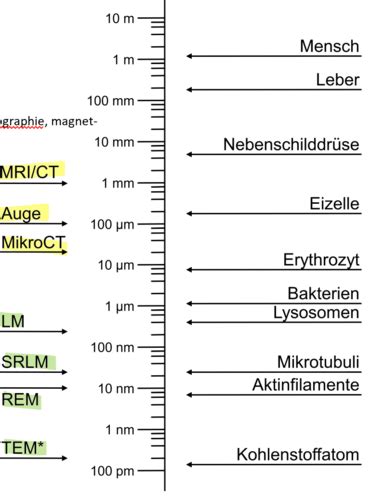 Anatomie Allgemeine Histologie Wolfer Karteikarten Quizlet