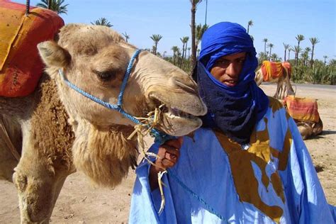 Camel Ride In The Palm Grove Of Marrakech