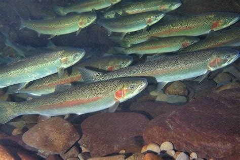 Ocean Migrating Trout Adapt To Freshwater Environment In 120 Years