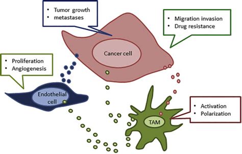 Crosstalk Between Macrophages And Endothelial Cells In The Tumor